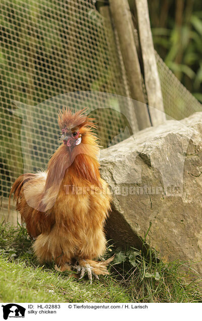silky chicken / HL-02883