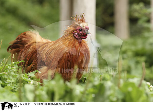 Seidenhuhn / silky / HL-04611