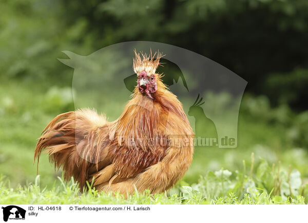 Seidenhuhn / silky / HL-04618