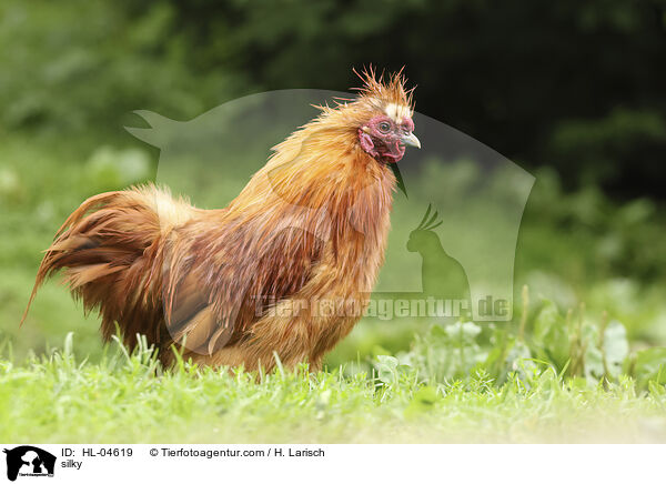 Seidenhuhn / silky / HL-04619