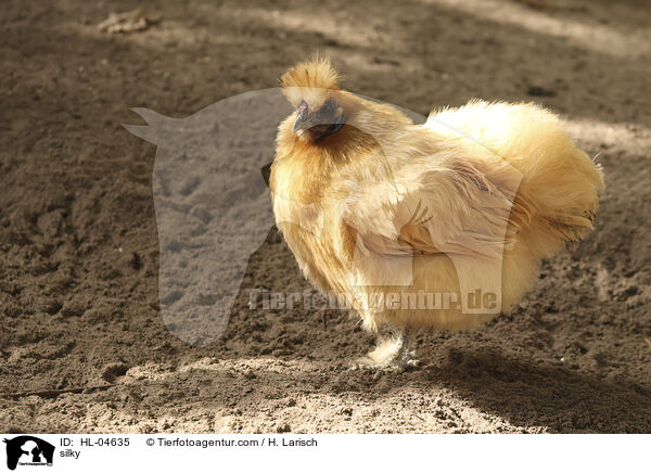 Seidenhuhn / silky / HL-04635