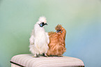 silky chicken