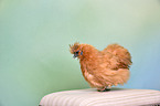 silky chicken