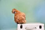 silky chicken