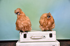 silky chicken