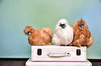 silky chicken