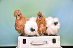 silky chicken