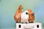 silky chicken
