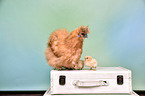 silky chicken