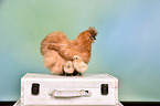 silky chicken