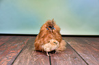 silky chicken