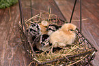 silky chicken