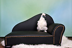silky chicken