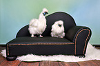 silky chicken