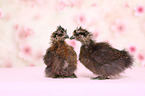 silky chicken