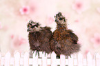 silky chicken