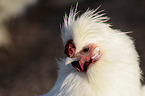 silky chicken