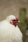 silky chicken