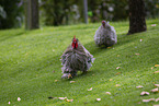 silky chicken