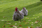 silky chicken