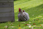 silky chicken