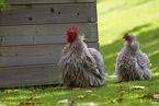 silky chicken