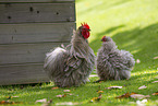 silky chicken