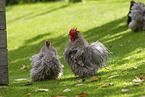 silky chicken