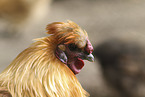 silky chicken