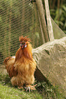 silky chicken