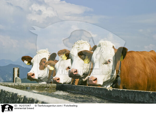 simmental breed / HJ-01047