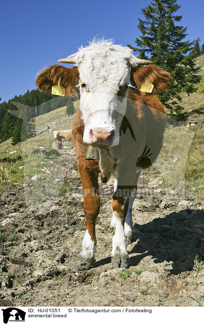 simmental breed / HJ-01051