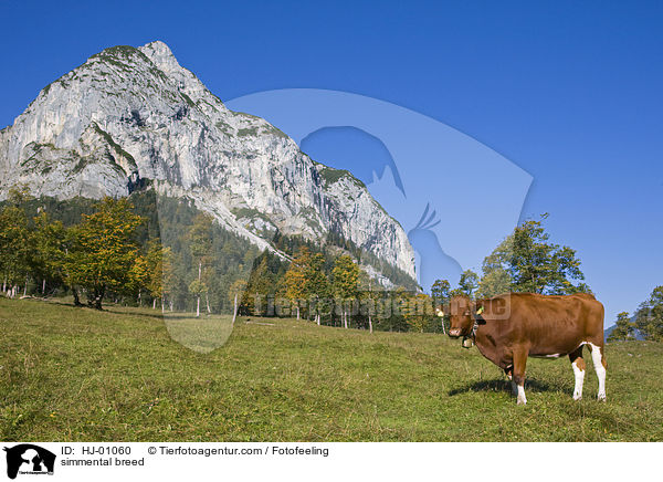 Fleckvieh / simmental breed / HJ-01060