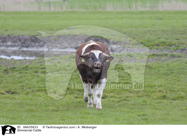Fleckvieh / Simmental Cattle / AM-05833