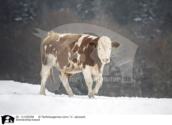 Fleckvieh / Simmenthal breed / VJ-05256