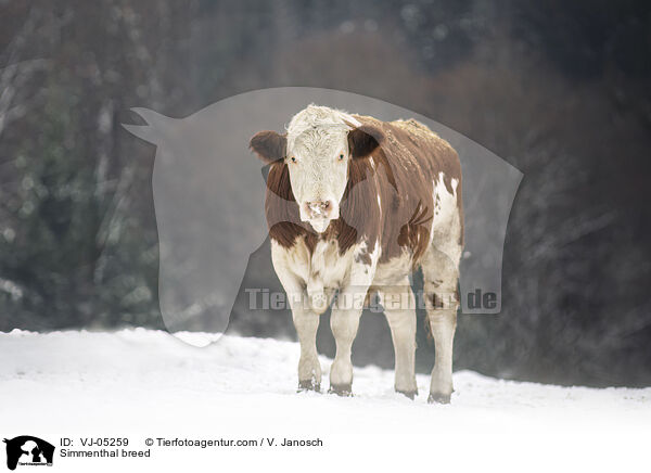 Fleckvieh / Simmenthal breed / VJ-05259