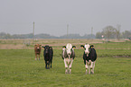 Simmental Cattle