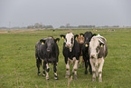 Simmental Cattle