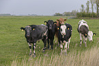 Simmental Cattle