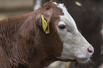 Simmental Cattle