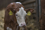 Simmental Cattle