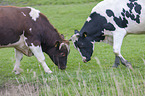 Simmental Cattle