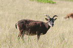 Soay Sheeps