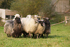 Spaelsau sheeps