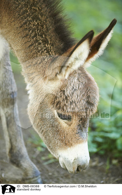 standard donkey / DMS-08388