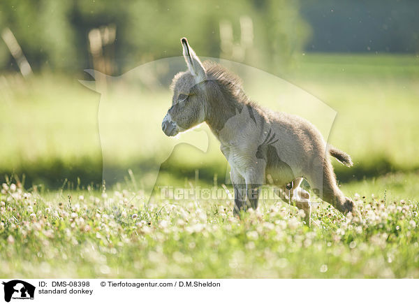 Zwergesel / standard donkey / DMS-08398