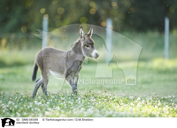 Zwergesel / standard donkey / DMS-08399