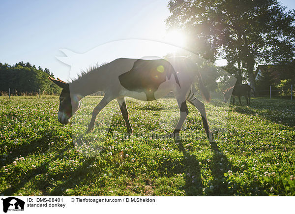 Zwergesel / standard donkey / DMS-08401