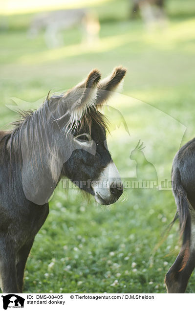 Zwergesel / standard donkey / DMS-08405