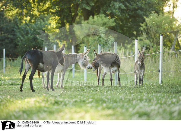 Zwergesel / standard donkeys / DMS-08406